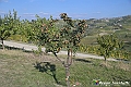 VBS_6400 - C'è un mare di velluto verde! E tu che sognavi di andare lontano... Quanta meraviglia, quì!